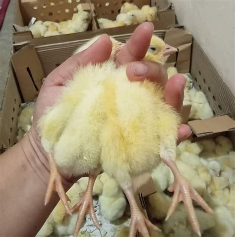 Bulacan 45Days and Broiler Chick's .